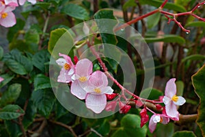 Hermoso asombroso a rosa a blanco flores en 