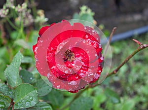 Beautiful amazing and diferent red rose with drop pf waters at colonia tovar`s town Venezuela