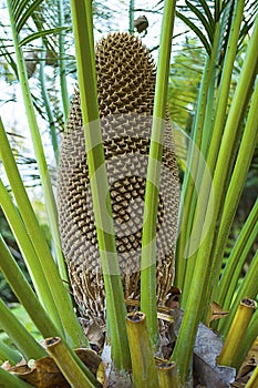 Beautiful and amazing flower of Cycas revoluta