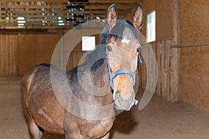 Beautiful amazing healthy brown chestnut horse at riding place indoors. Portrait of purebred young horse