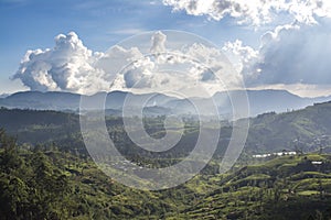 Beautiful amazing landscape of the huge valley of the tea plantations near the mountains area