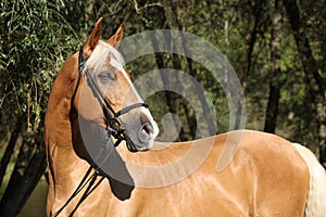 Beautiful amazing palomino warmblood with blond hair