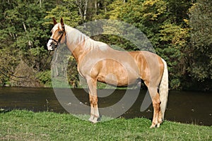 Beautiful amazing palomino warmblood with blond hair