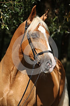 Beautiful amazing palomino warmblood with blond hair