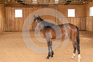 Beautiful amazing stunning healthy brown chestnut horse at riding place indoors. Portrait of purebred young stallion