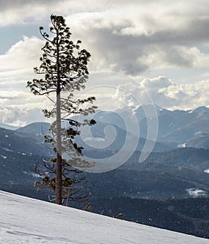 Beautiful amazing wide view winter landscape. Tall pine tree alone on mountain steep slope in deep snow on cold frosty sunny day