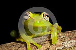 Beautiful amazon tree frog bright vivid colors