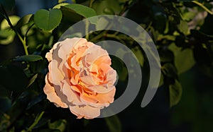 Beautiful amber-colored rose flower in summer garden on dark background
