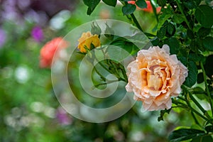 Beautiful amber-colored rose flowers in summer garden