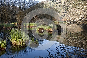 Beautiful ambience on a wild bog, See d'urbÃÂ©s, France photo