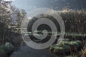 Beautiful ambience on a wild bog, See d'urbÃ©s, France