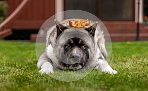 A beautiful American Akita breed dog, a portrait with a funny muzzle on the grass and with a yellow maple leaf on its head