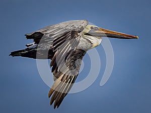 Beautiful American brown pelican flies high in the blue sky