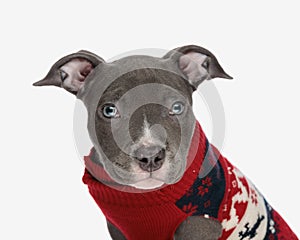 beautiful american bully dog with blue eyes wearing red christmas sweather