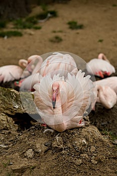 Beautiful American Flamingos on eng in nest