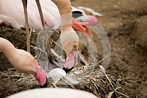 Beautiful American Flamingos on eng in nest