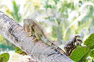 Beautiful American green iguana sitting on the palm tree trunk at mini zoo in Miri town.