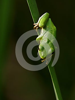 Beautiful American Green Tree Frog