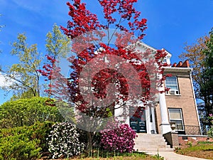 A beautiful american house with garden