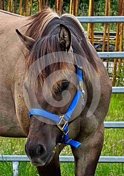 Beautiful American Quarter Horse foal in Skaraborg Sweden in winter