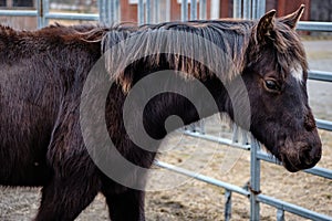 Beautiful American Quarter Horse foal in Skaraborg Sweden in winter