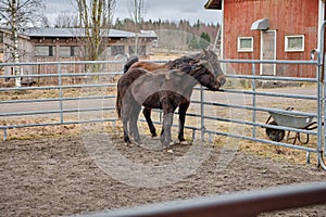 Beautiful American Quarter Horse foal in Skaraborg Sweden in winter