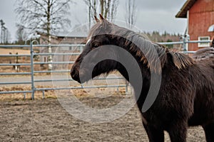 Beautiful American Quarter Horse foal in Skaraborg Sweden in winter