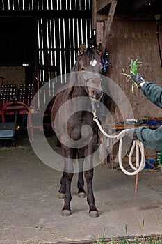 Beautiful American Quarter Horse foal in Skaraborg Sweden in winter