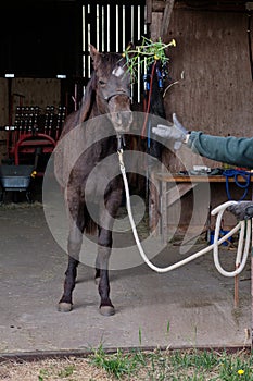 Beautiful American Quarter Horse foal in Skaraborg Sweden in winter