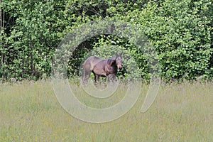 Beautiful American Quarter Horse mare on a meadow in summer in Skaraborg Sweden