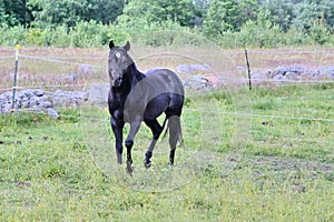 Beautiful American Quarter Horse stallion in a meadow in summer in Skaraborg Sweden