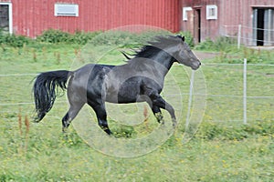 Beautiful American Quarter Horse stallion in a meadow in summer in Skaraborg Sweden