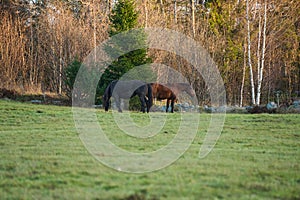 Beautiful American Quarter Horses in a meadow of a Swedish ranch on a spring afternoon in Skaraborg Sweden