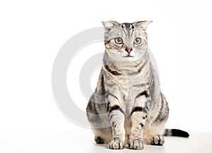 Beautiful American Shorthair cat