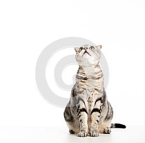 Beautiful American Shorthair cat  looking