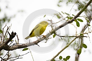 Beautiful American Yellow Warbler Setophaga petechia perched on a macano tree branch