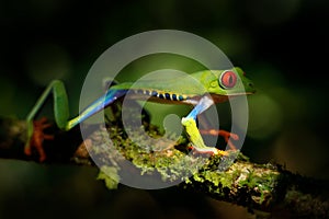 Beautiful amphibian in the night forest. Detail close-up of frog red eye, hidden in green vegetation. Red-eyed Tree Frog,