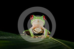 Beautiful amphibian in the night forest. Detail close-up of frog red eye, hidden in green vegetation. Red-eyed Tree Frog,