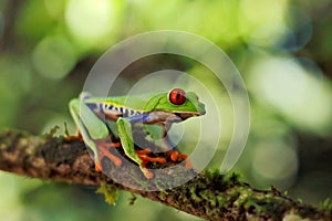 Beautiful amphibian in the night forest. Detail close-up of frog red eye, hidden in green vegetation. Red-eyed Tree Frog,