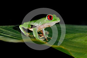 Beautiful amphibian in the night forest. Detail close-up of frog red eye, hidden in green vegetation. Red-eyed Tree Frog,