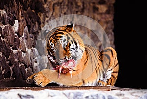 Beautiful Amur tiger eating piece of meat. Dangerous wild animal