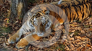 Beautiful amur tiger lies and stares at someone. Primorsky Safari park, Russia