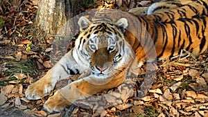 Beautiful amur tiger lies and stares at someone. Primorsky Safari park, Russia