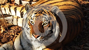 Beautiful amur tiger lies and stares at someone. Primorsky Safari park, Russia