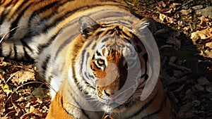 Beautiful amur tiger lies and stares at someone. Primorsky Safari park, Russia