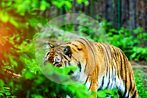 Beautiful amur tiger portrait