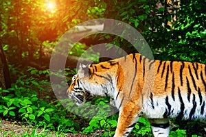 Beautiful amur tiger portrait