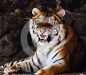 Beautiful amur tiger portrait