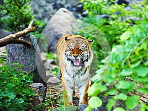 Beautiful amur tiger portrait