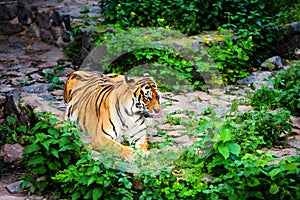 Beautiful amur tiger portrait